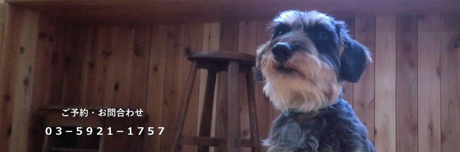 �y�b�g�z�e���E�V�����@������n�� | ���̂��ƂȂ�DogLuck