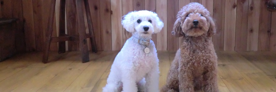 �g���[�j���O