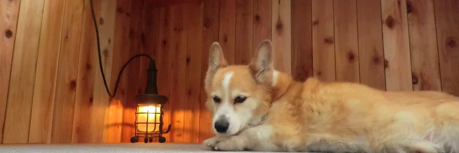 ���a����g���C�A���̂��ē�